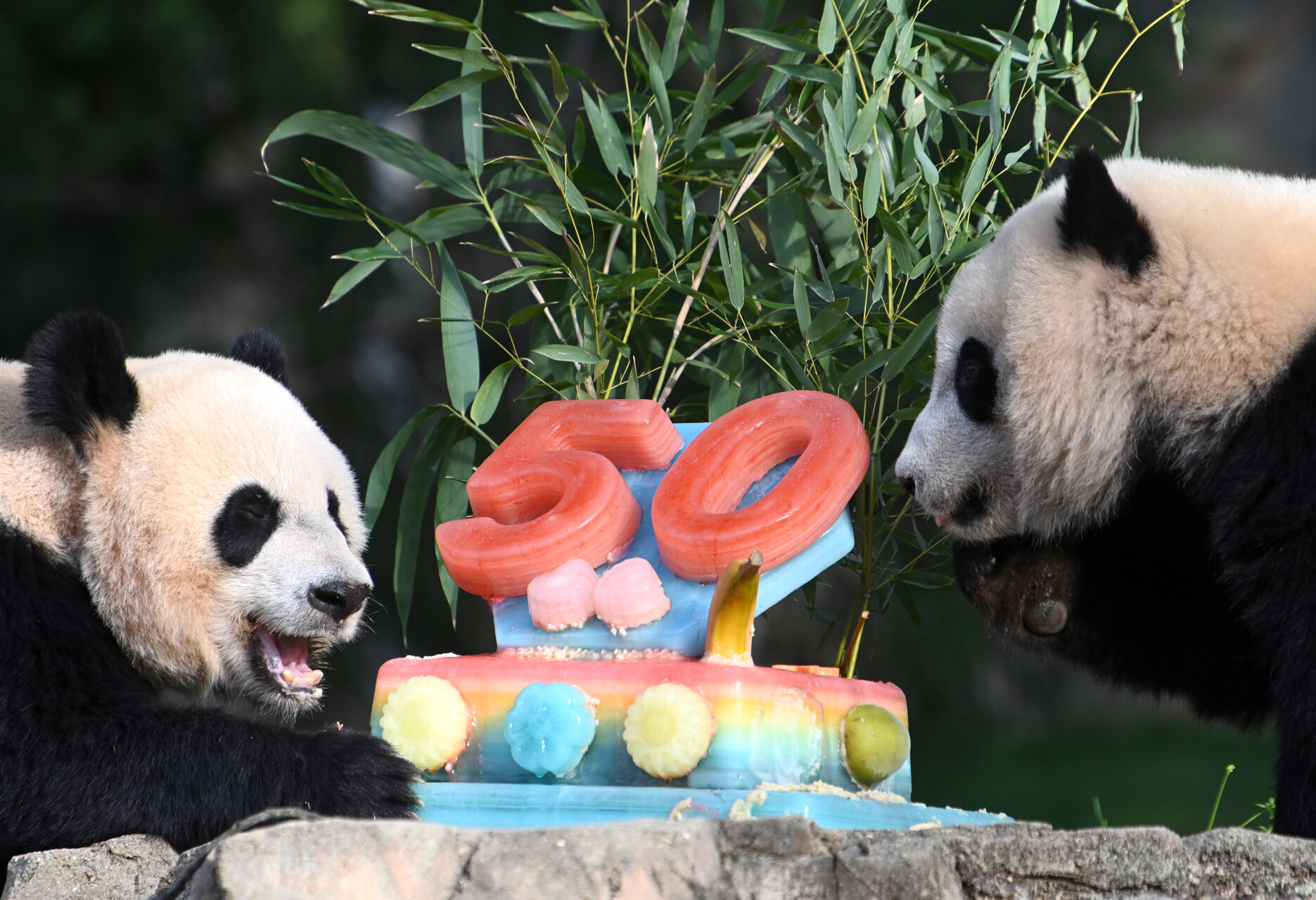 Panda Diplomacy How Has Giant Panda Become The “best Ambassador” For China Us Friendship • T Time 0847